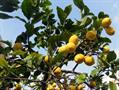 Citrus Limon